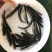 水产种苗淡水鱼苗黑鱼苗生鱼苗雄鱼苗乌鱧鱼苗才鱼苗