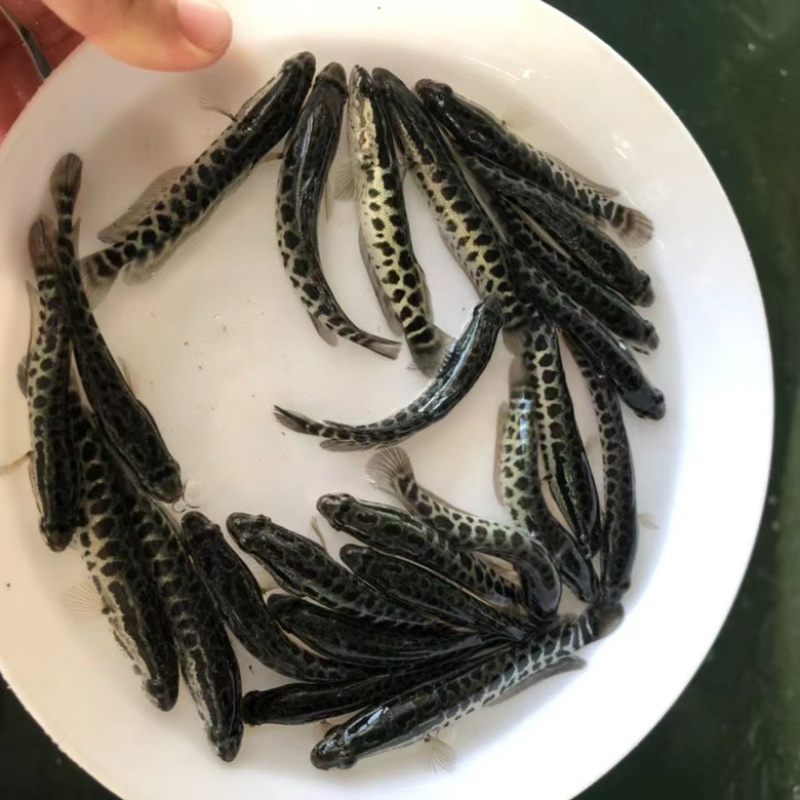 水产种苗淡水鱼苗黑鱼苗生鱼苗雄鱼苗乌鱧鱼苗才鱼苗