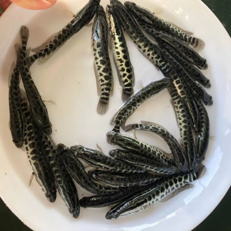 水产种苗淡水鱼苗黑鱼苗生鱼苗雄鱼苗乌鱧鱼苗才鱼苗