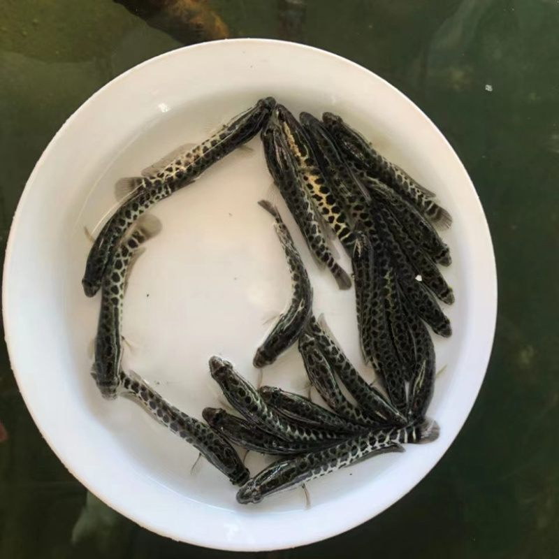 水产种苗淡水鱼苗黑鱼苗生鱼苗雄鱼苗乌鱧鱼苗才鱼苗