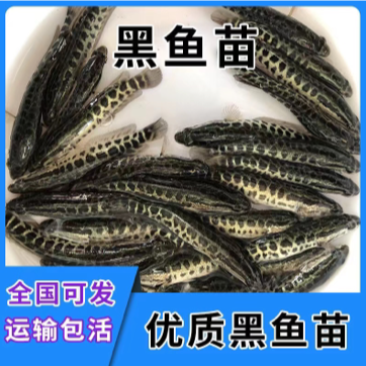 水产种苗淡水鱼苗黑鱼苗生鱼苗雄鱼苗乌鱧鱼苗才鱼苗