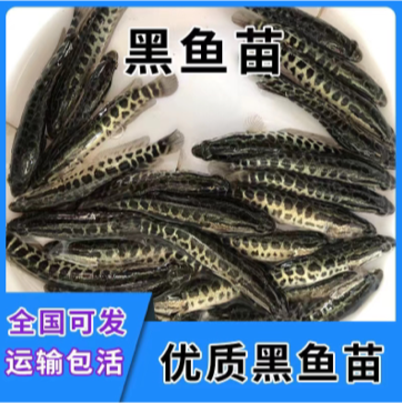 水产种苗淡水鱼苗黑鱼苗生鱼苗雄鱼苗乌鱧鱼苗才鱼苗