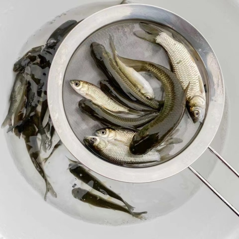 大草鱼苗鲩鱼苗淡水鱼苗活体四大家鱼活体养殖好养