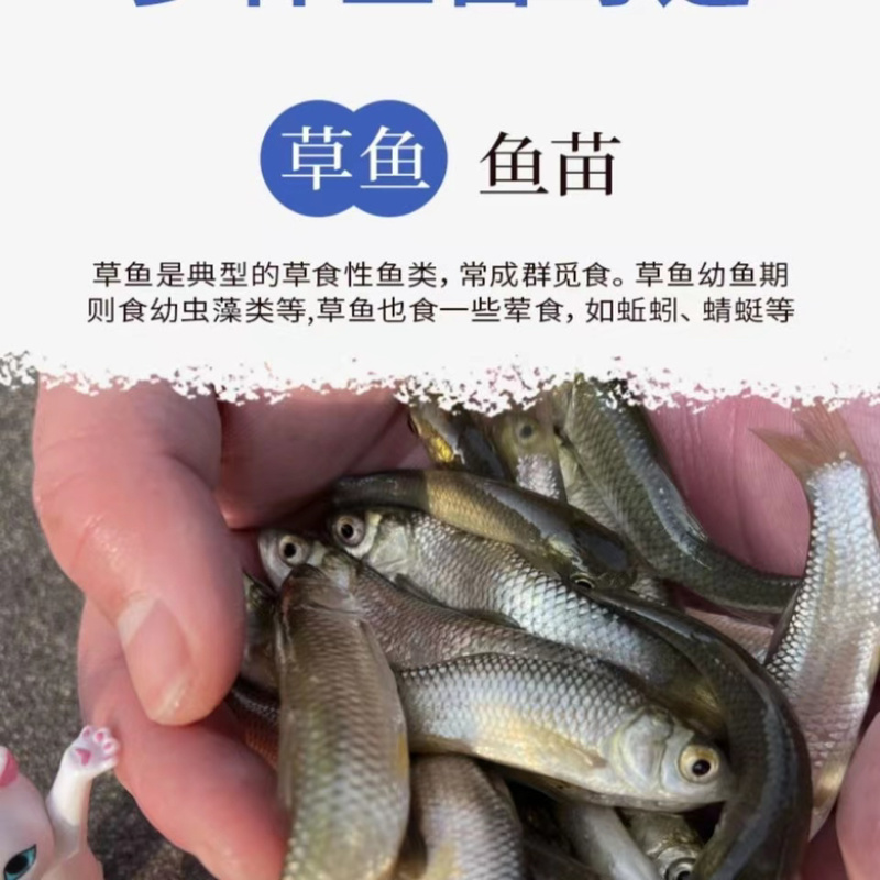 大草鱼苗鲩鱼苗淡水鱼苗活体四大家鱼活体养殖好养