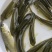 大草鱼苗鲩鱼苗淡水鱼苗活体四大家鱼活体养殖好养
