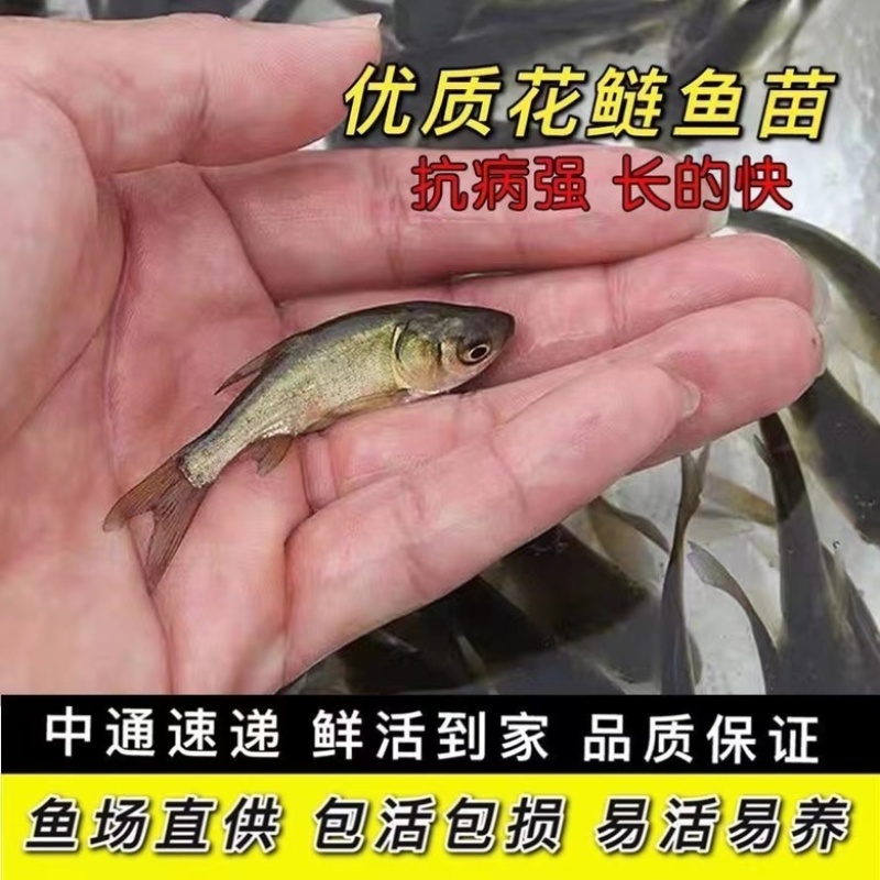 花鲢鱼苗大头鱼苗胖头鱼苗淡水养殖四大家鱼活体