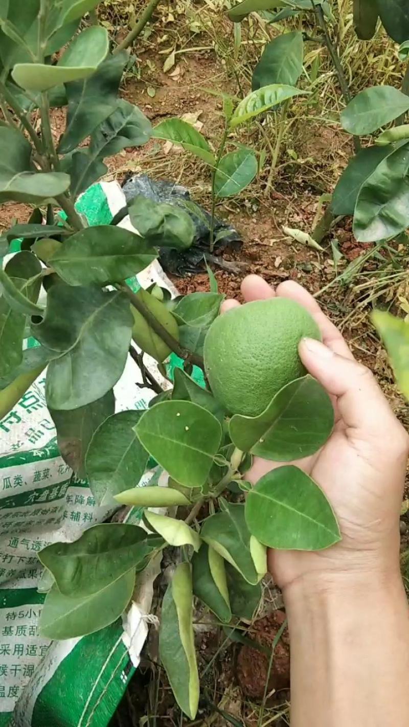 暹罗柚三红柚越南青柚正品嫁接苗苗场直销