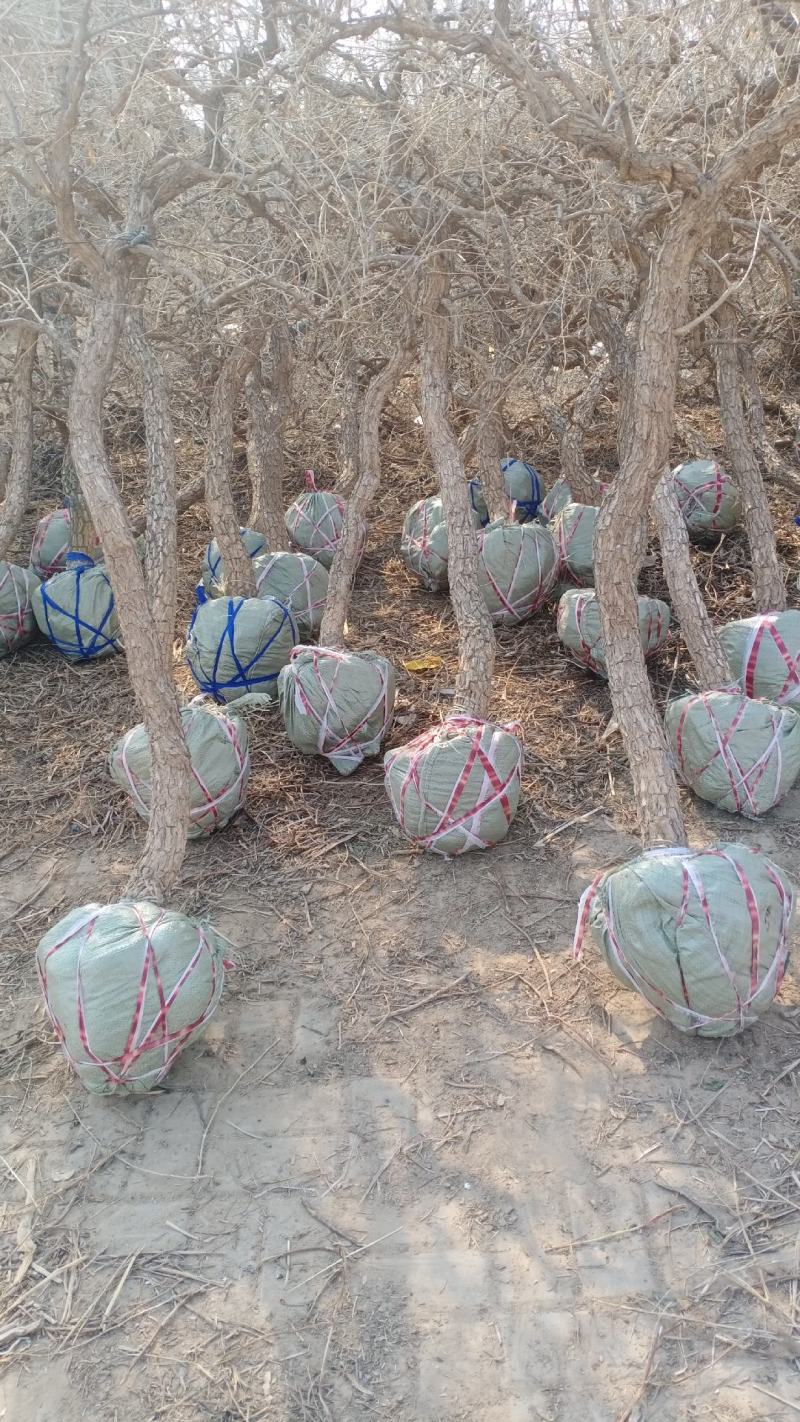 产地直发金银花盆景老桩，盆栽地栽都可以，供应充足