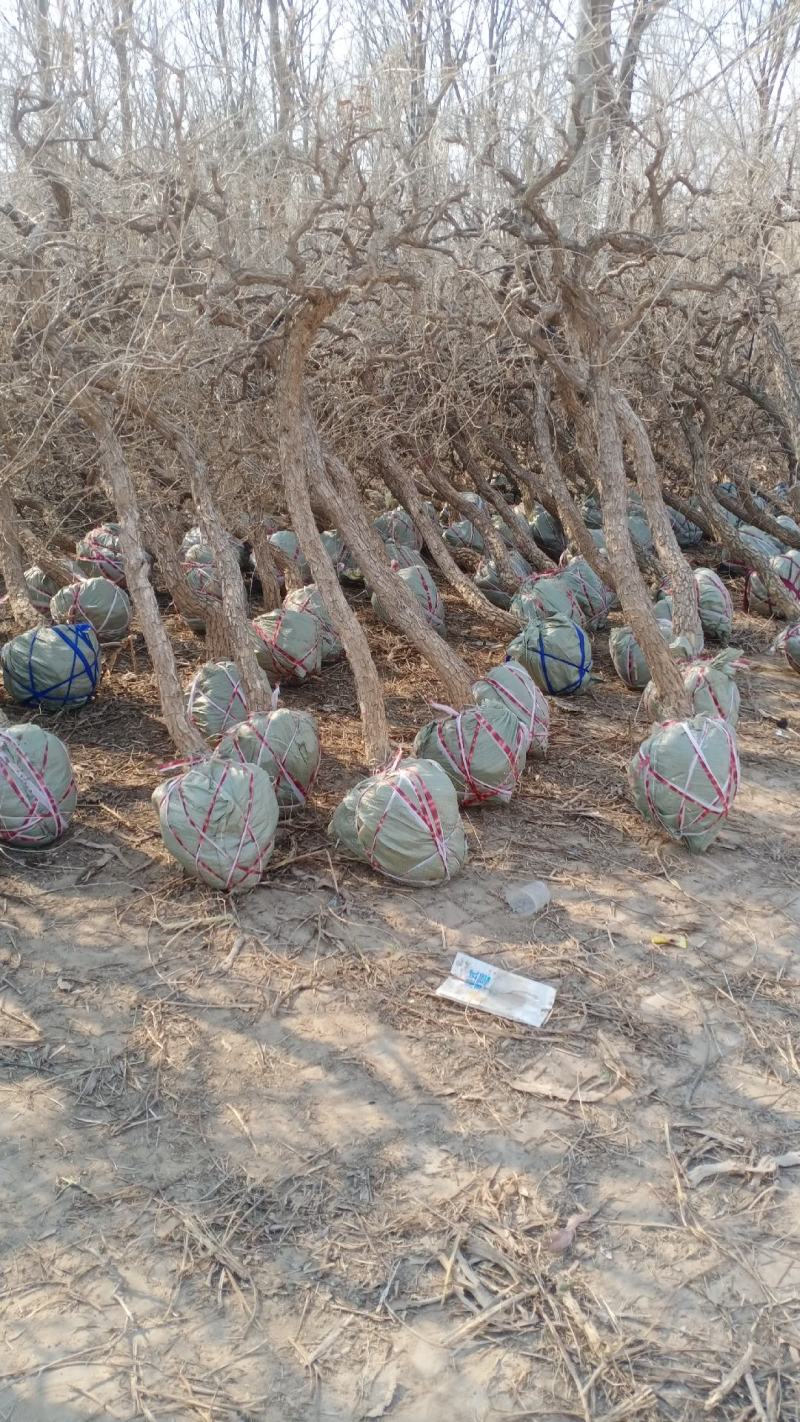 产地直发金银花盆景老桩，盆栽地栽都可以，供应充足