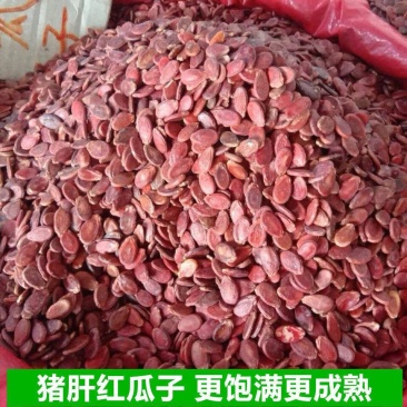 广西原味生红瓜子广西红瓜子更成熟饱满红瓜子批发
