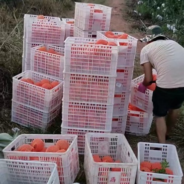 突尼斯软子石榴