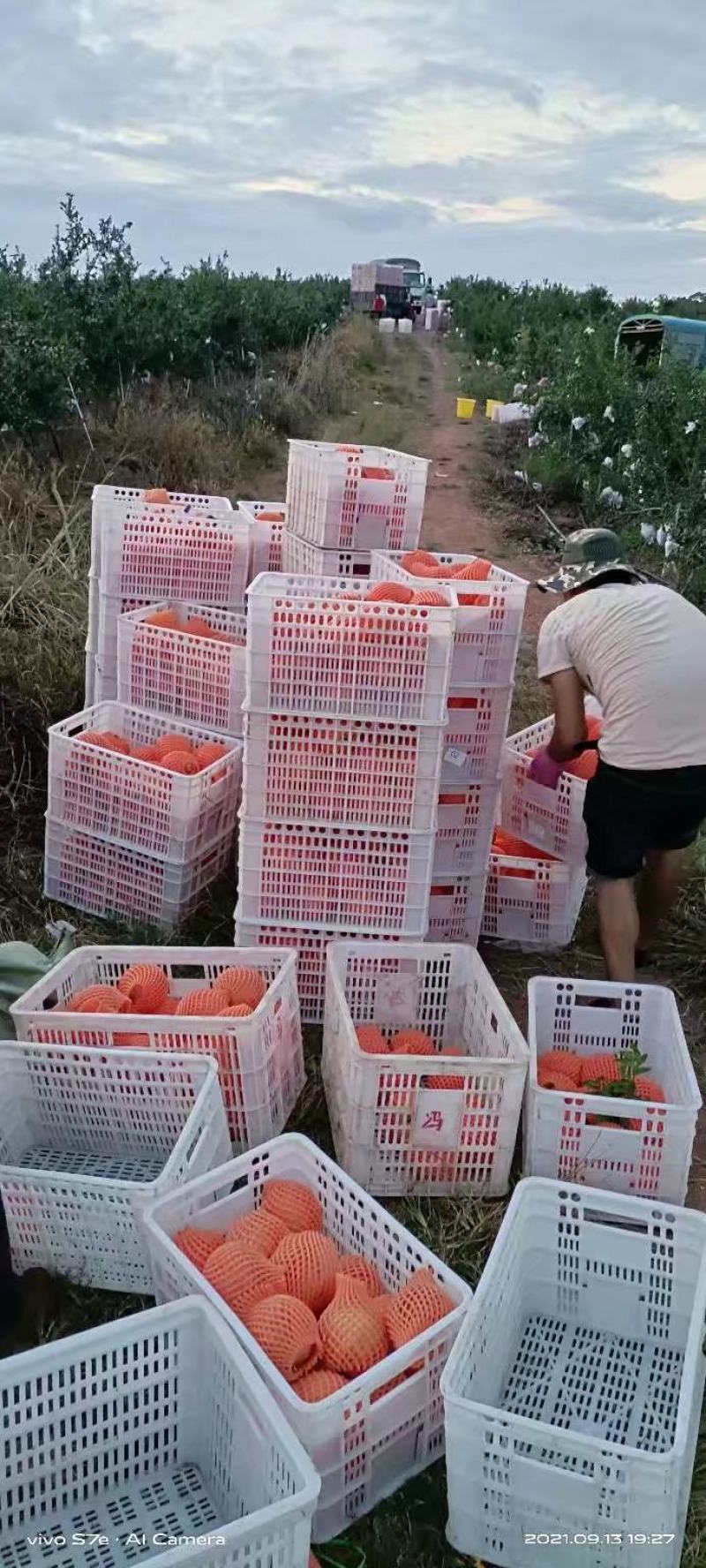 突尼斯软子石榴