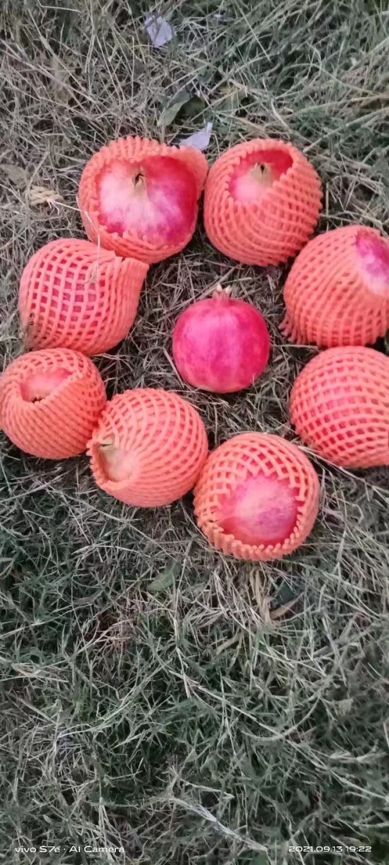 突尼斯软子石榴