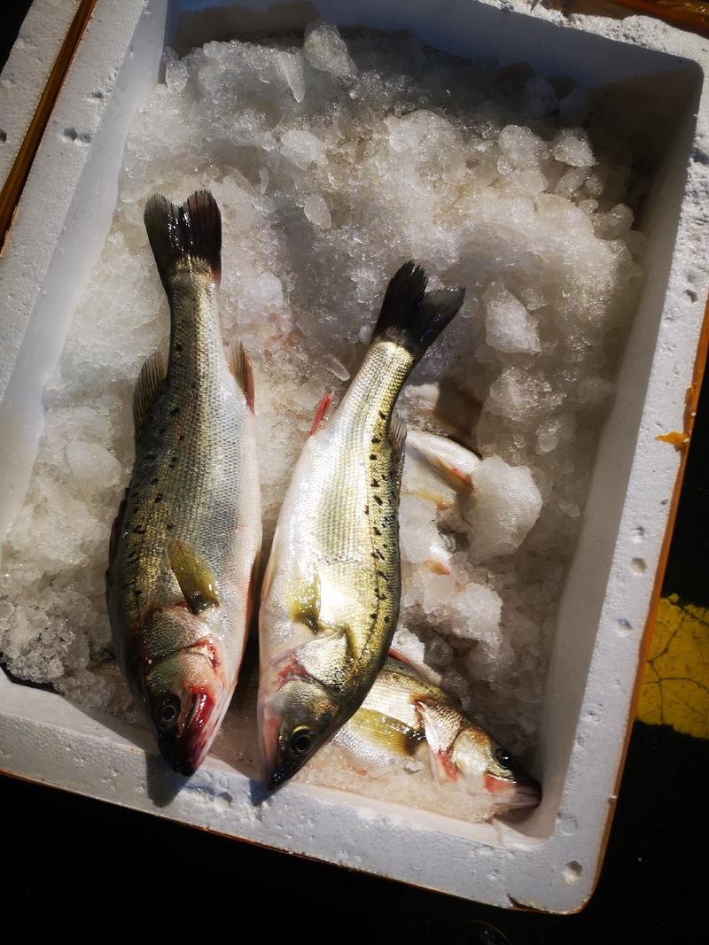 海鲈鱼新鲜冷冻鲜活海鲜水产生鲜冰鲜七星海捕鲈鱼深海鱼