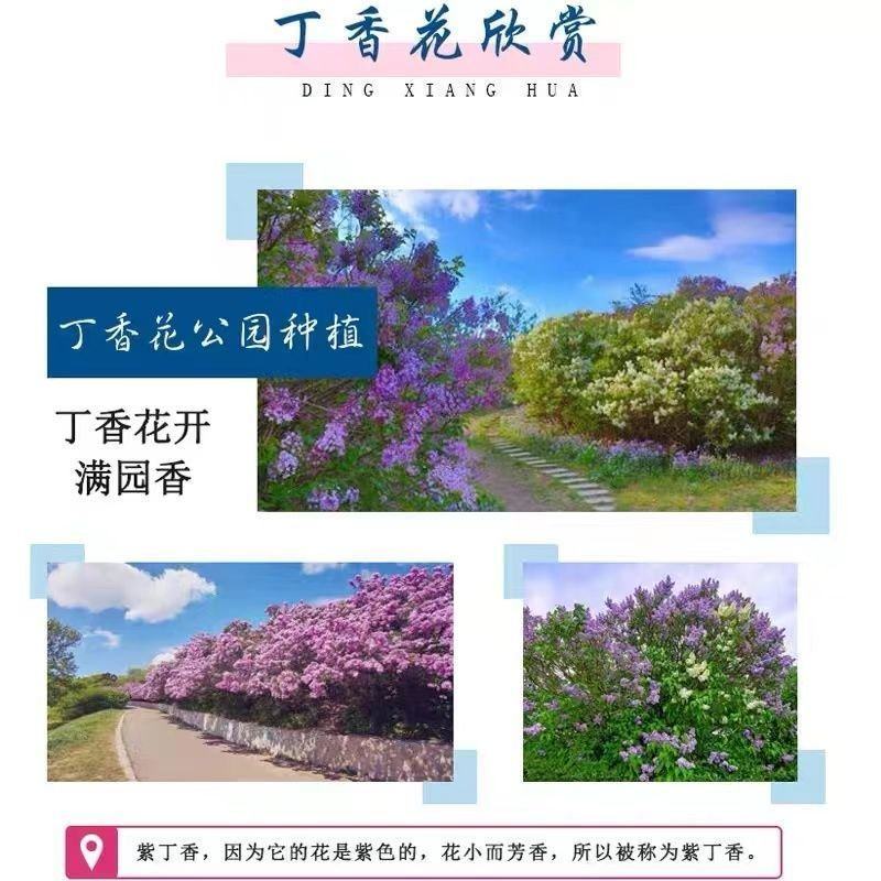 现挖紫丁香，紫花丁香包活