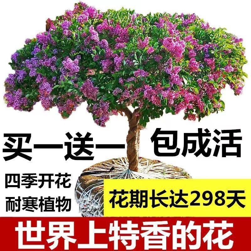 现挖紫丁香，紫花丁香包活