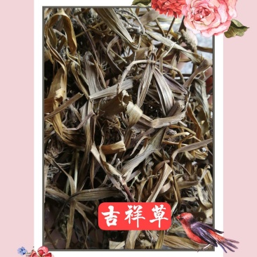 正宗观音草500g新鲜干货吉祥草晕草小叶万年青