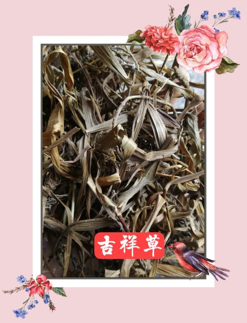 正宗观音草500g新鲜干货吉祥草晕草小叶万年青