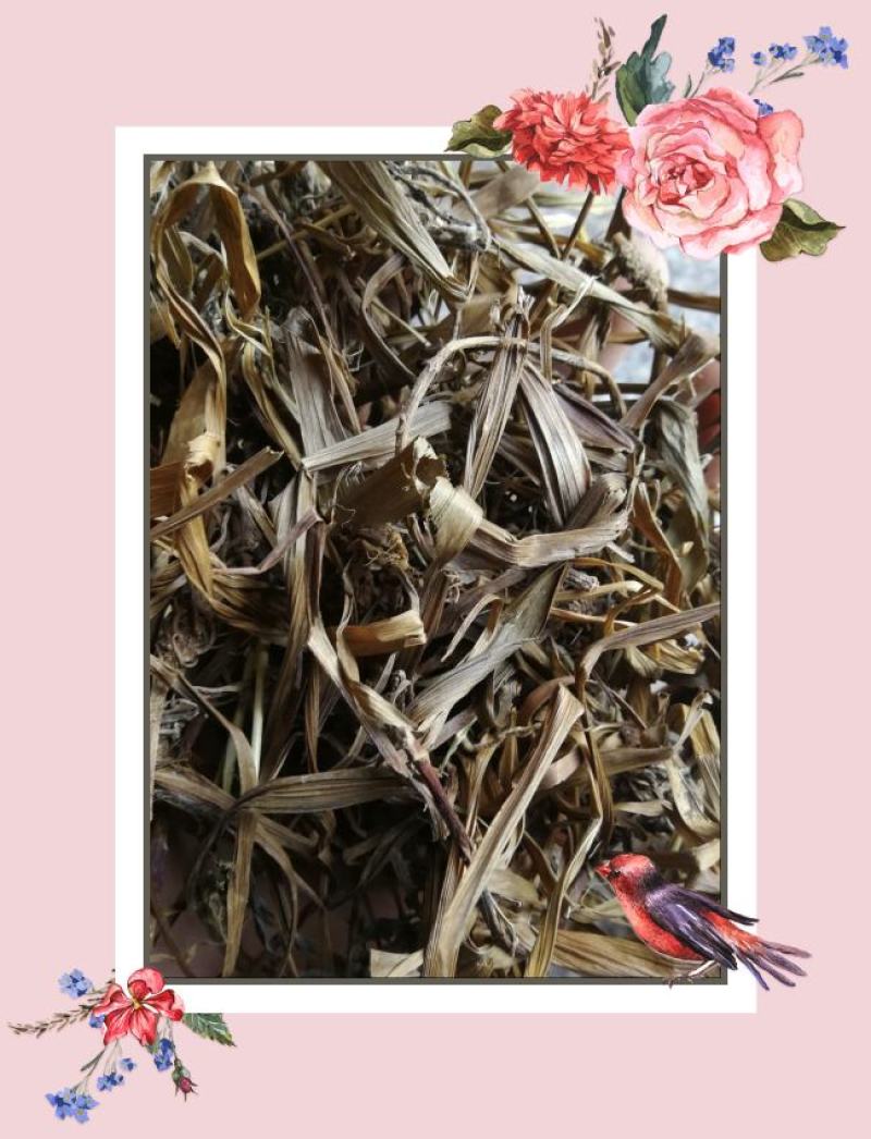 正宗观音草500g新鲜干货吉祥草晕草小叶万年青