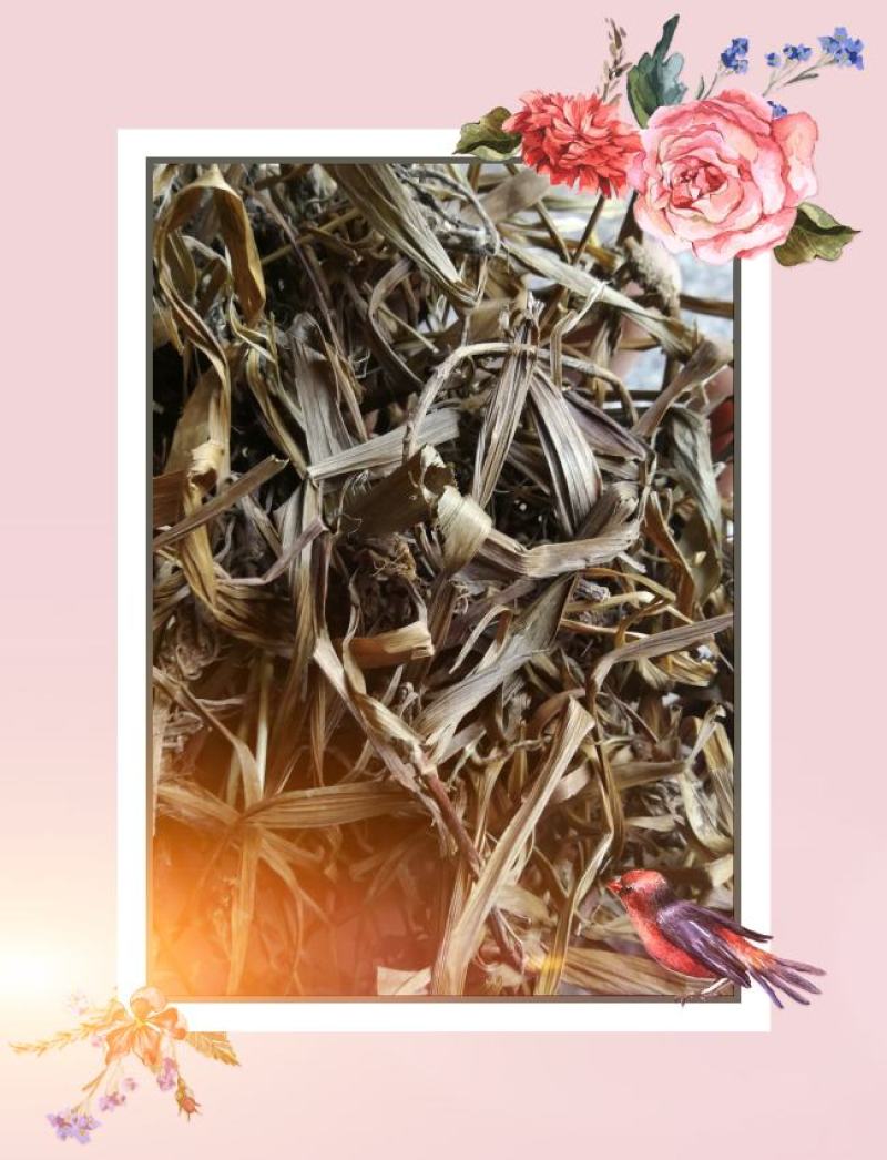 正宗观音草500g新鲜干货吉祥草晕草小叶万年青