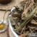 正宗观音草500g新鲜干货吉祥草晕草小叶万年青