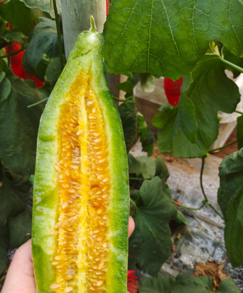 羊角蜜博洋61春季棚里羊角蜜脆甜香香瓜