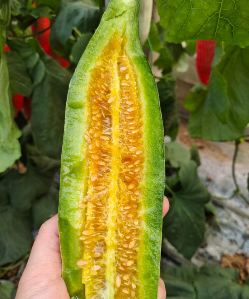 羊角蜜博洋61春季棚里羊角蜜脆甜香香瓜