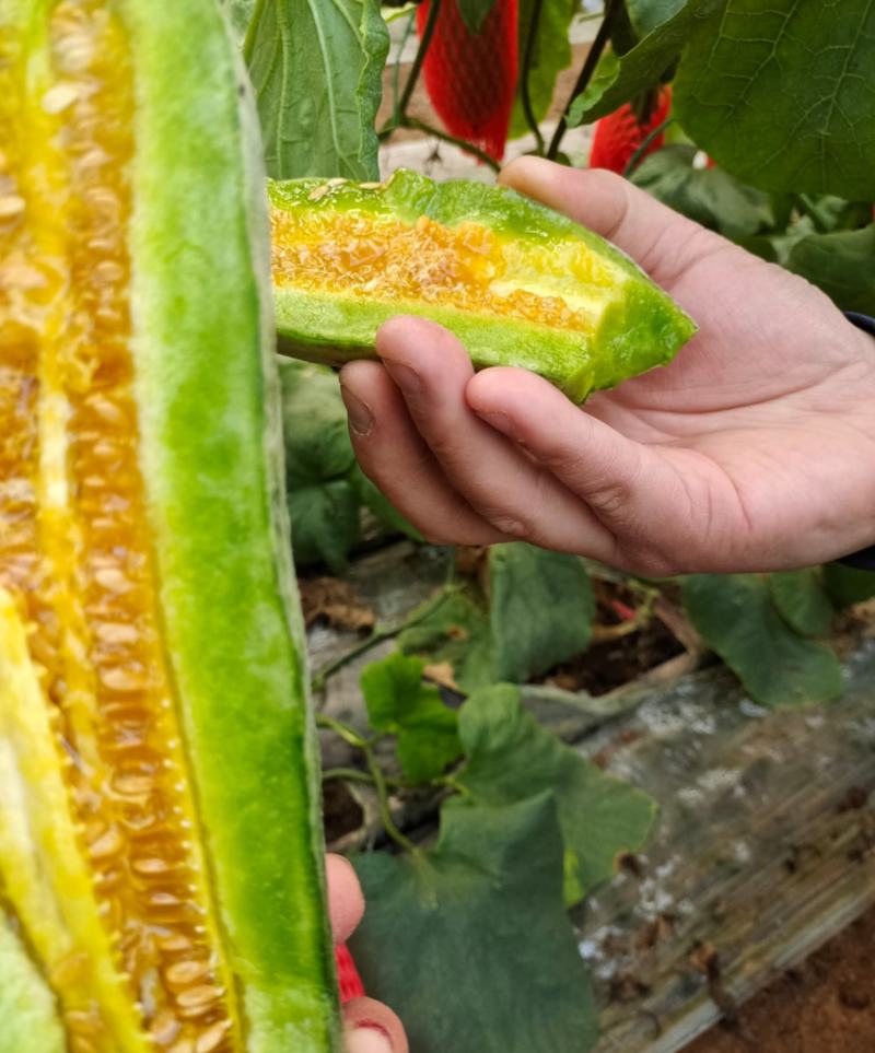 羊角蜜博洋61春季棚里羊角蜜脆甜香香瓜