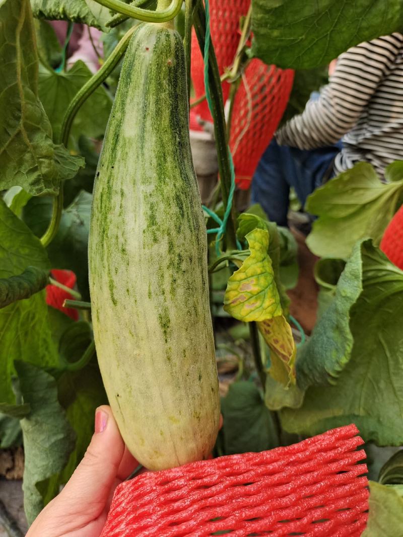 羊角蜜博洋61春季棚里羊角蜜脆甜香香瓜