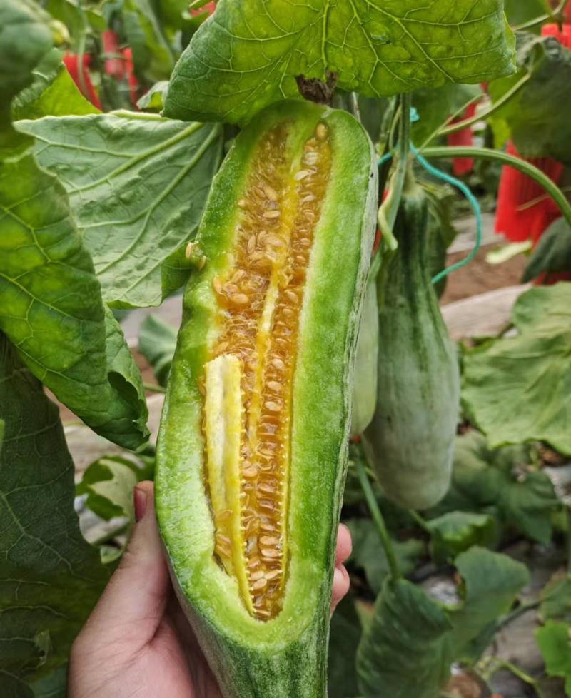 羊角蜜博洋61春季棚里羊角蜜脆甜香香瓜