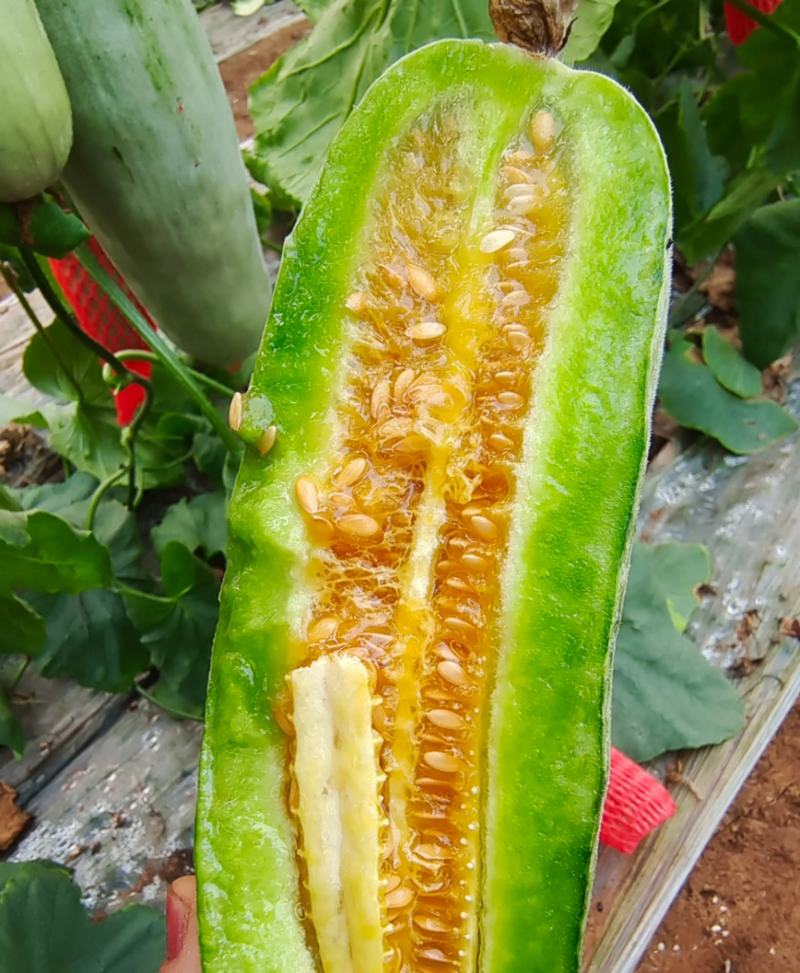 羊角蜜博洋61春季棚里羊角蜜脆甜香香瓜