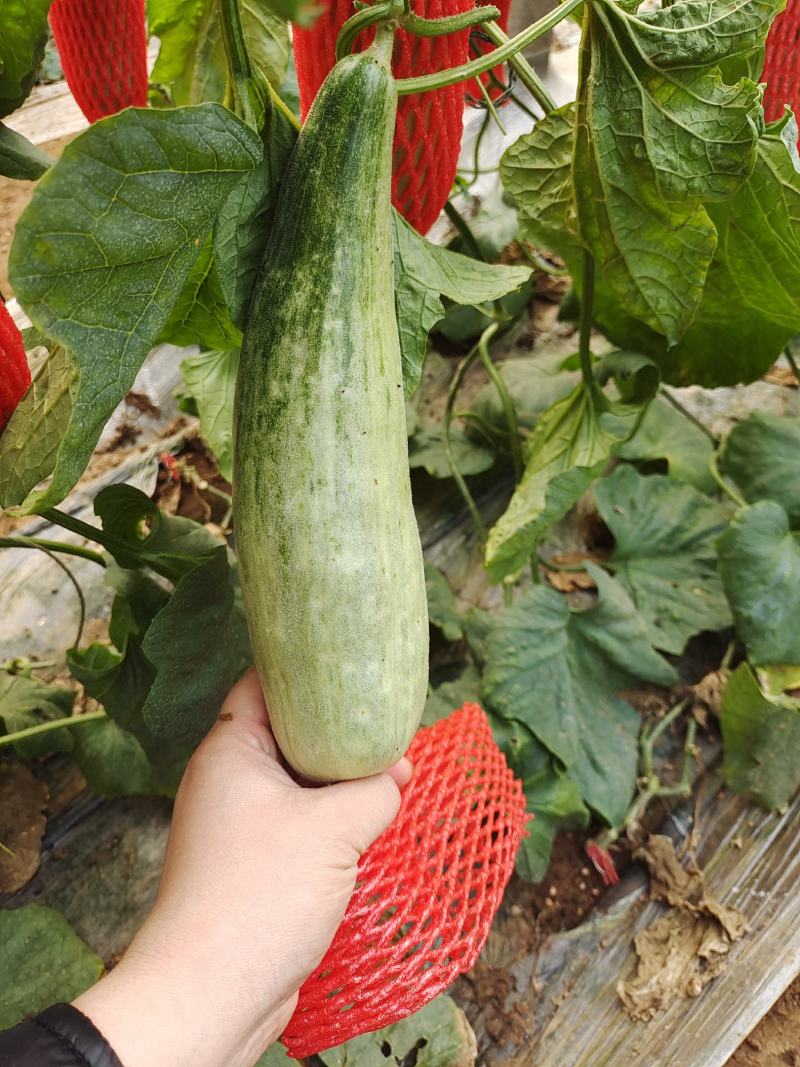 羊角蜜博洋61春季棚里羊角蜜脆甜香香瓜