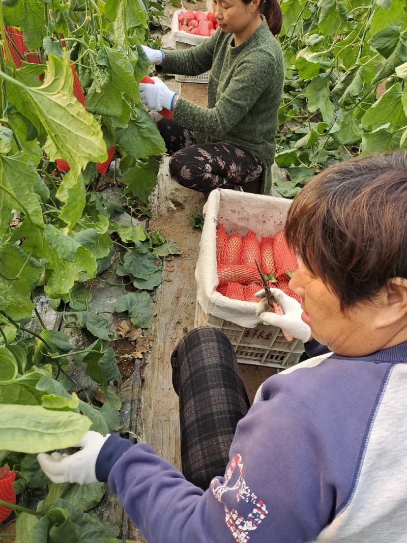 羊角蜜博洋61春季棚里羊角蜜脆甜香香瓜