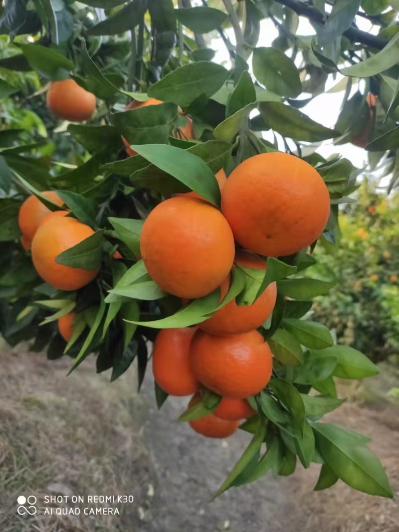 沃柑，，，，，，，，，，，，，，，，，，，，，，，，，，