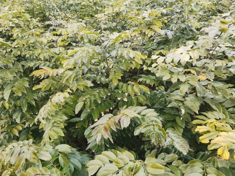 正宗海南黄花梨苗，海南黄花梨苗，黄花梨树苗