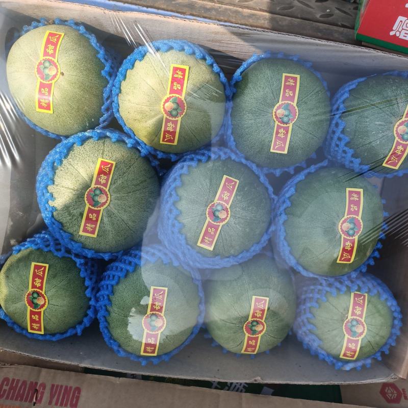 温室大棚香瓜口感好自然成熟纯绿色食品欢迎朋友们合作
