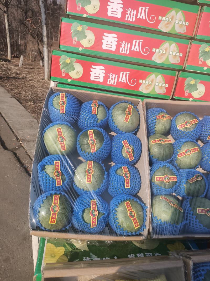 温室大棚香瓜口感好自然成熟纯绿色食品欢迎朋友们合作