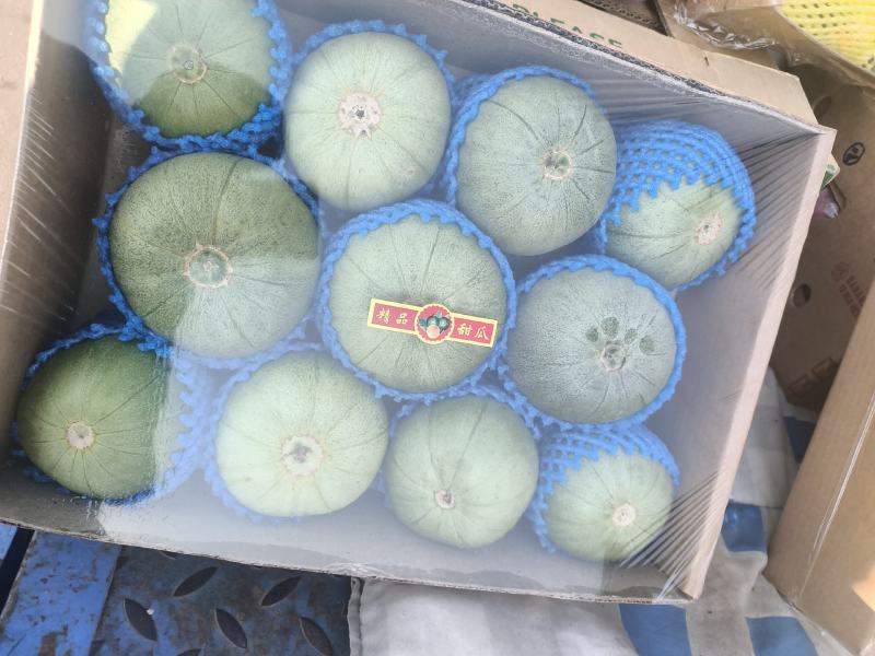温室大棚香瓜口感好自然成熟纯绿色食品欢迎朋友们合作