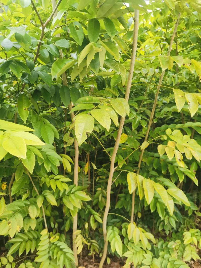 正宗海南黄花梨苗，海南黄花梨苗，黄花梨树苗