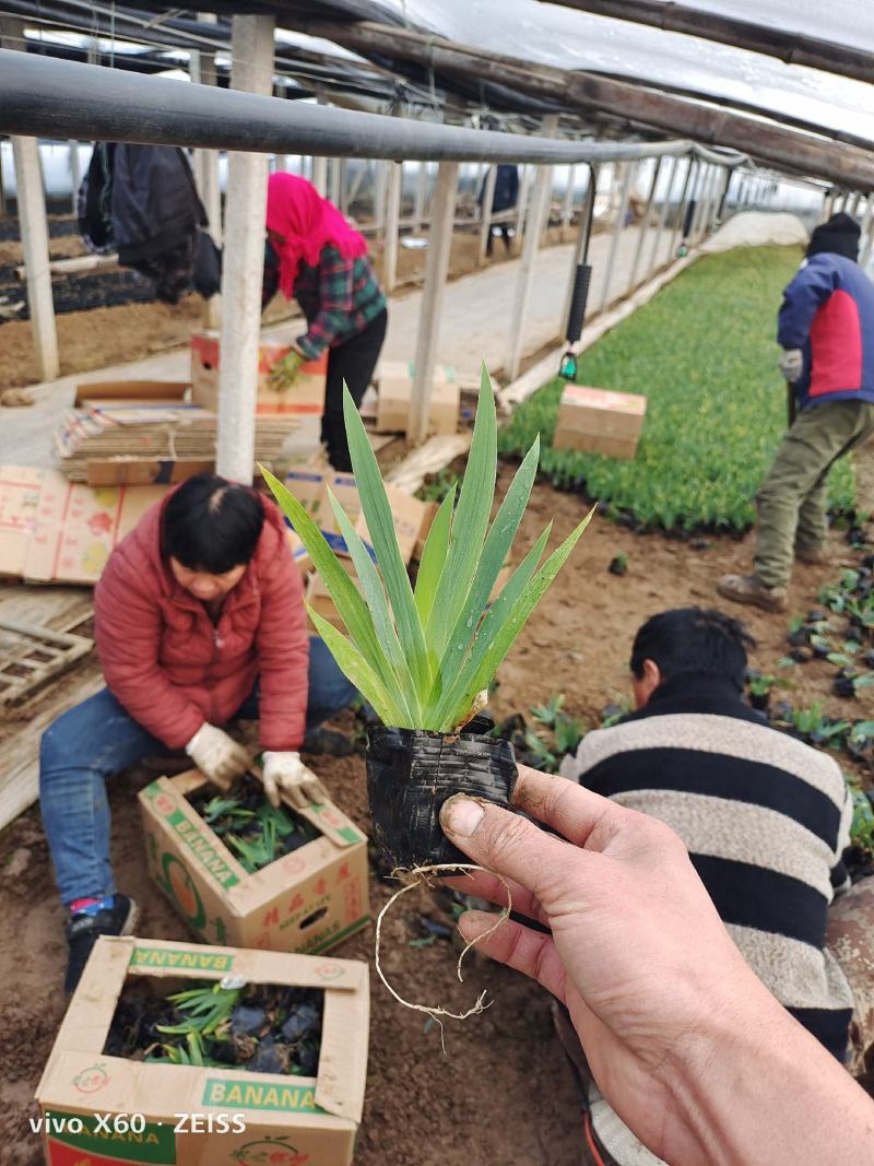 绿化苗木，各种穴盘苗，培育种植，盆花，鲜花种植