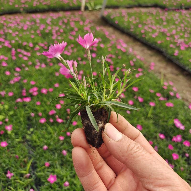 绿化苗木，各种穴盘苗，培育种植，盆花，鲜花种植