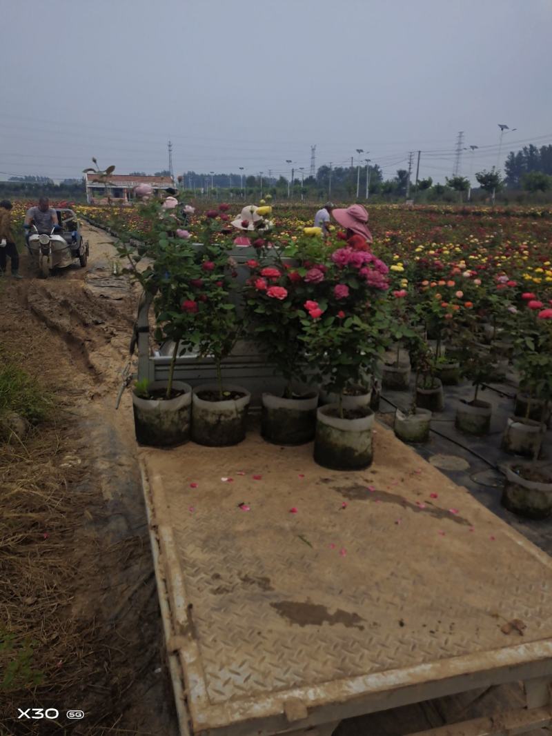 树状月季树1一8公分本场批发零售沭阳公鼎绿化苗木园艺场