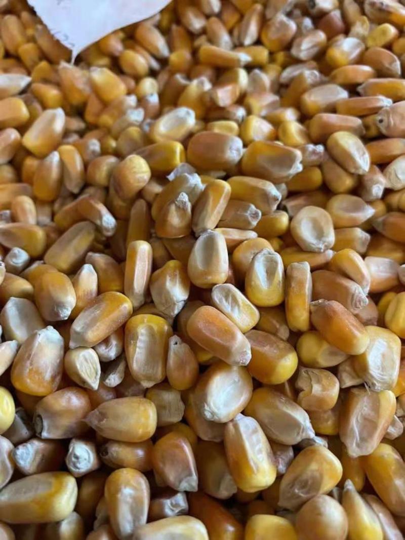 干玉米北大荒集团玉米现货，长期现货，寻长期需求客户