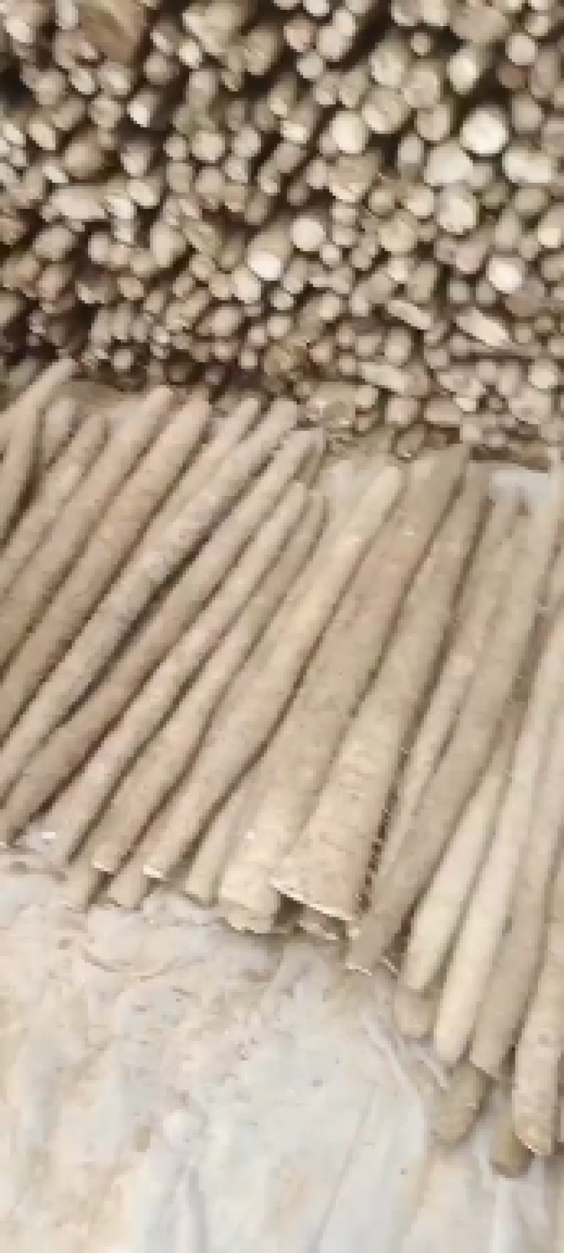 山东省菏泽市牡丹白玉山药，铁棍山药，西施山药，