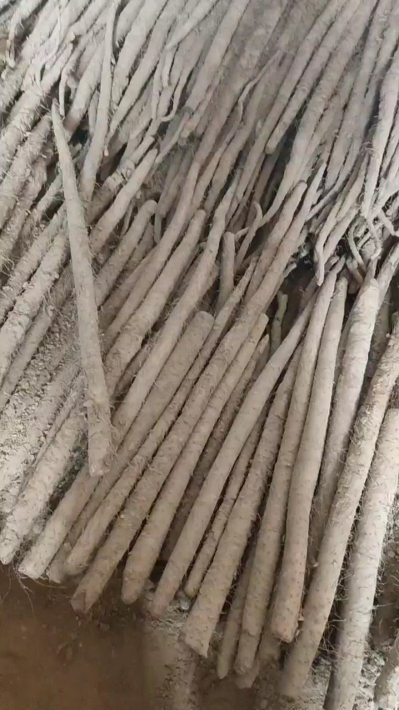 山东省菏泽市牡丹白玉山药，铁棍山药，西施山药，