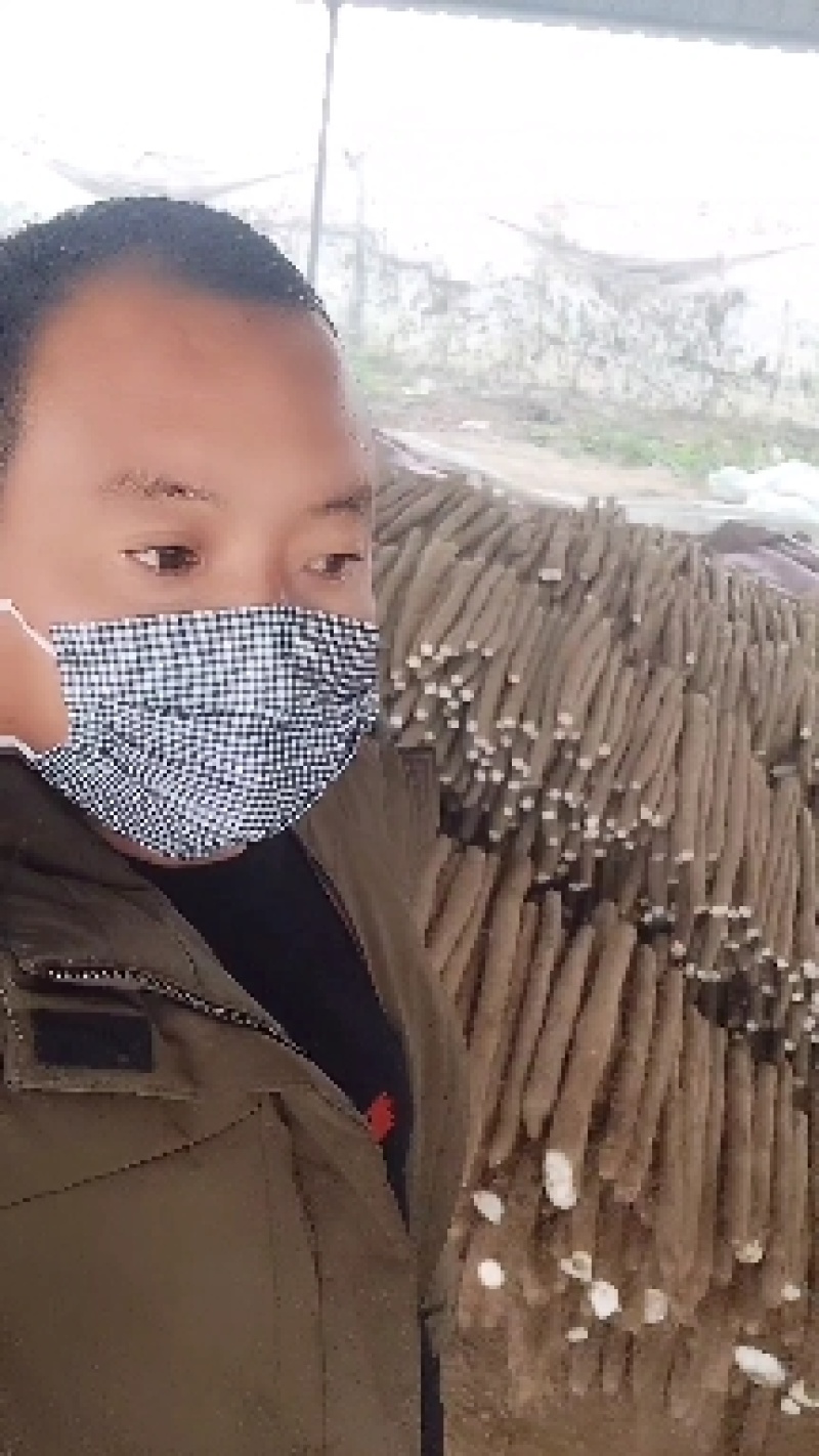 山东省菏泽市牡丹白玉山药，铁棍山药，西施山药，