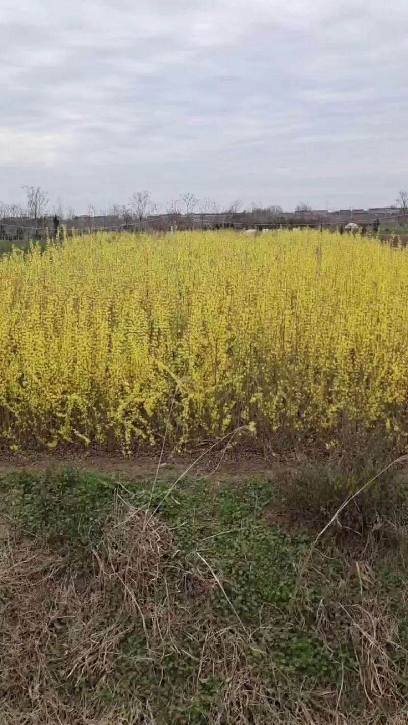 迎春花1，2，3年生专业种植销售公鼎苗木场