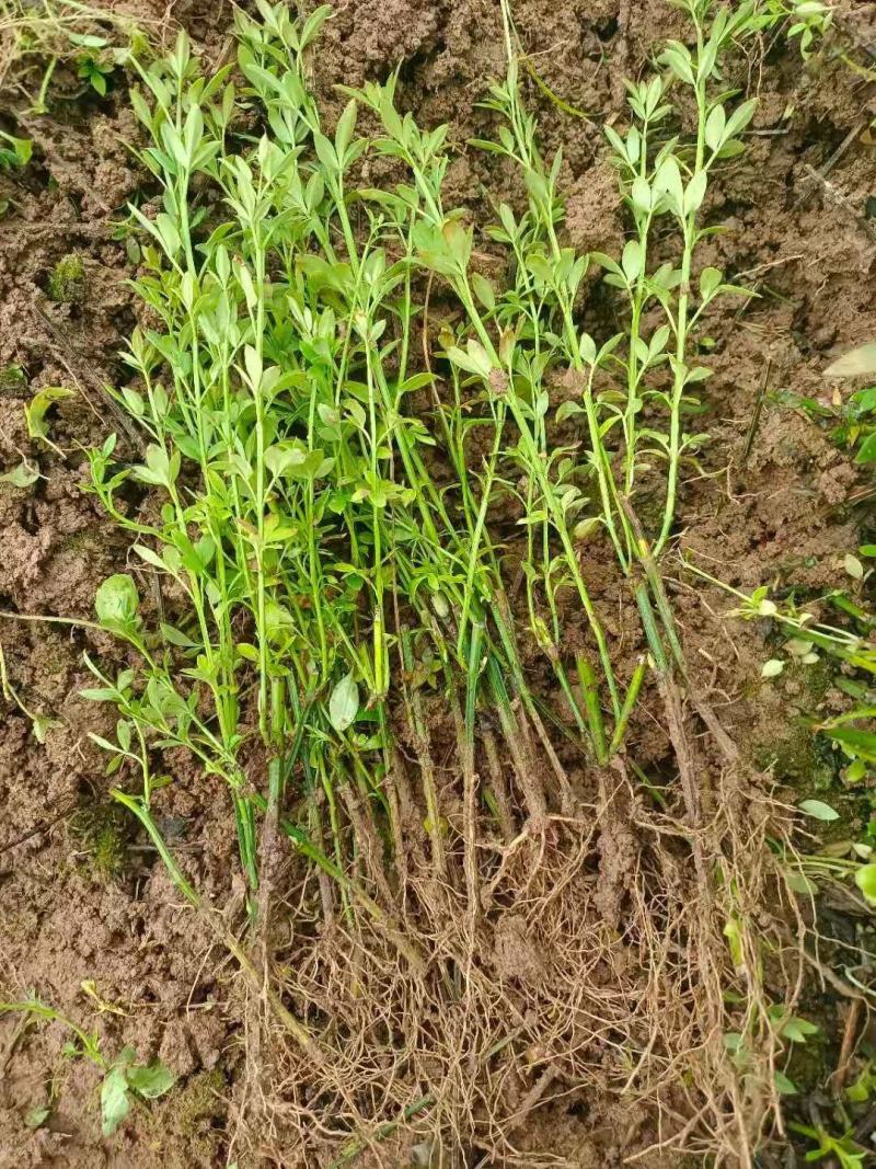 迎春花1，2，3年生专业种植销售公鼎苗木场