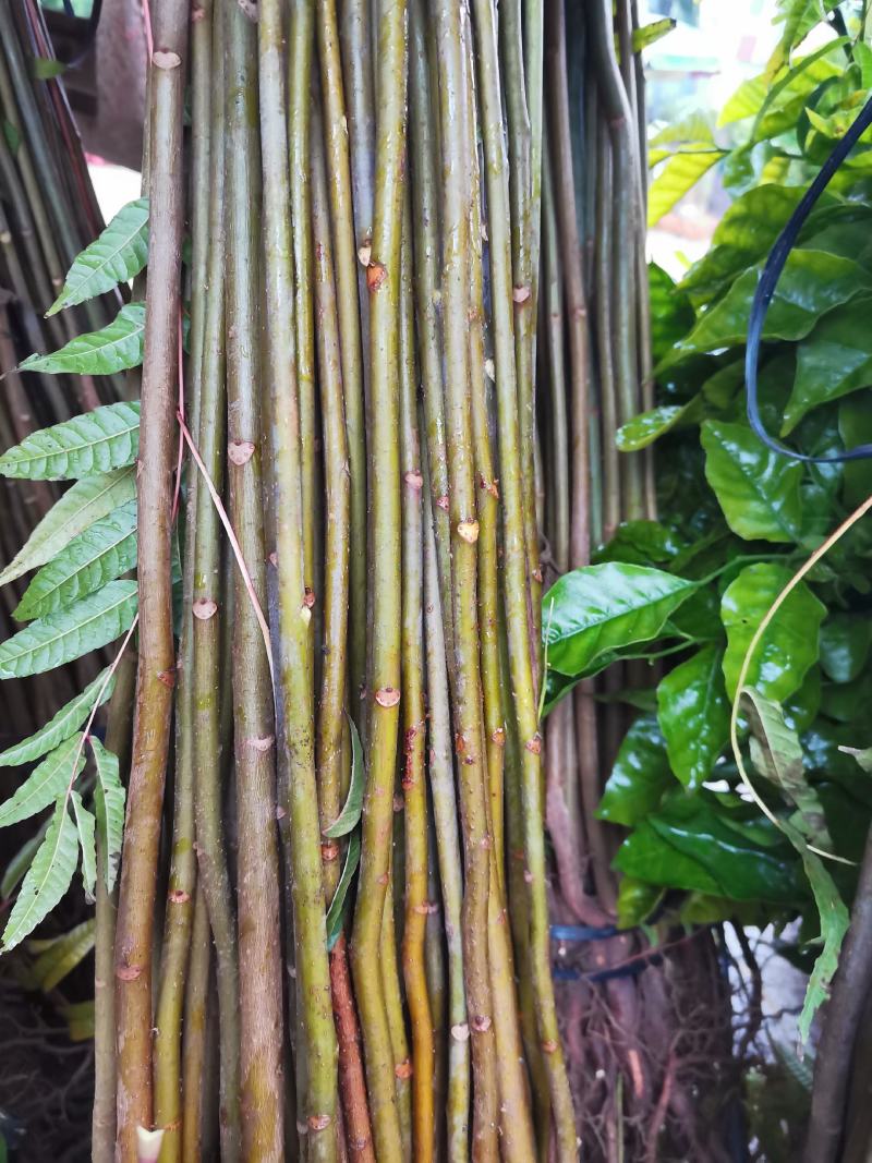红油香椿苗，正宗四季椿芽树苗，香椿苗，香椿小苗，香椿大苗