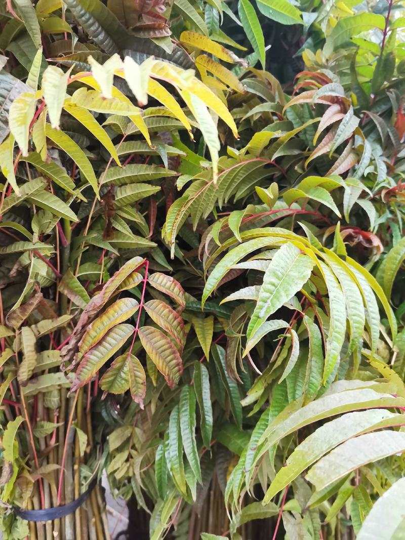 红油香椿苗，正宗四季椿芽树苗，香椿苗，香椿小苗，香椿大苗
